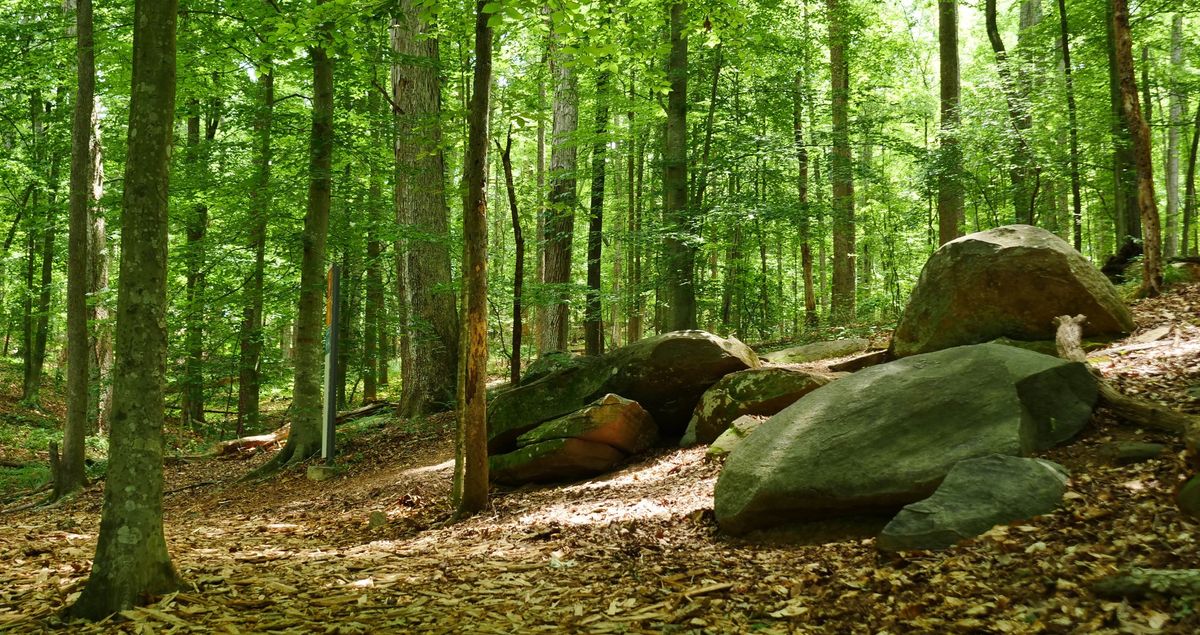 Guided Forest Bathing