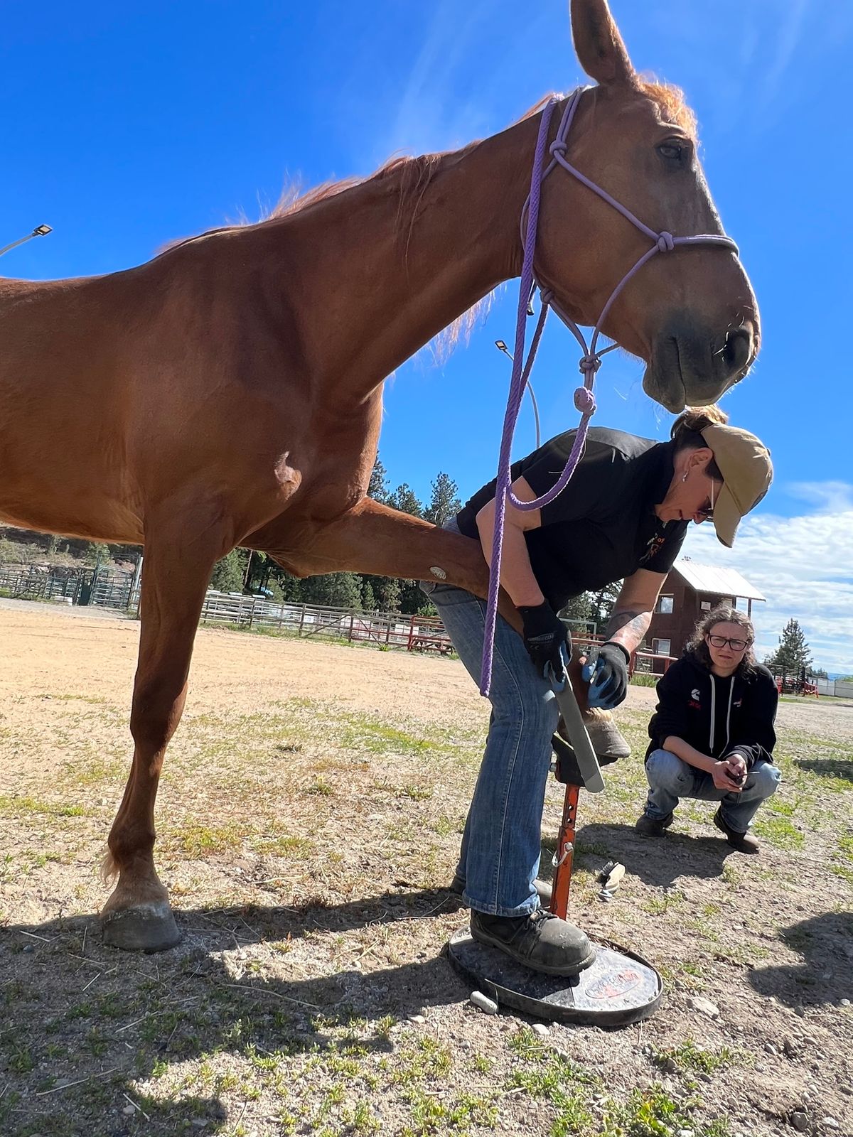 Hoof Trimming Clinic - Kentville, NS - June 5-8, 2025