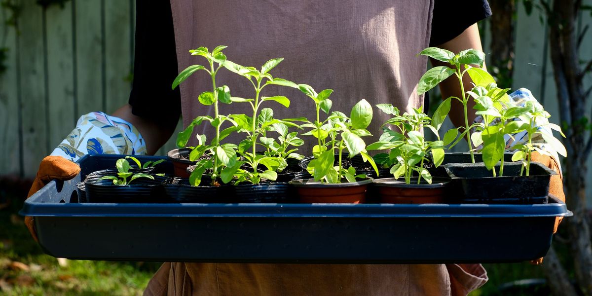 Build your own herb garden for young people