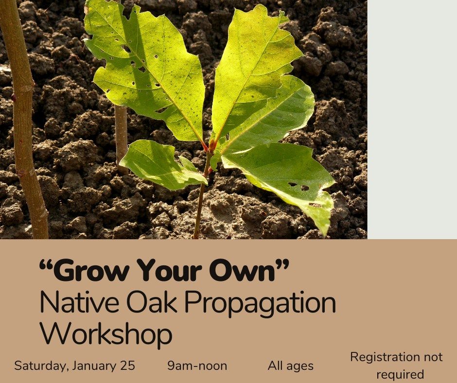 "Grow Your Own" Native Oak Propagation Workshop