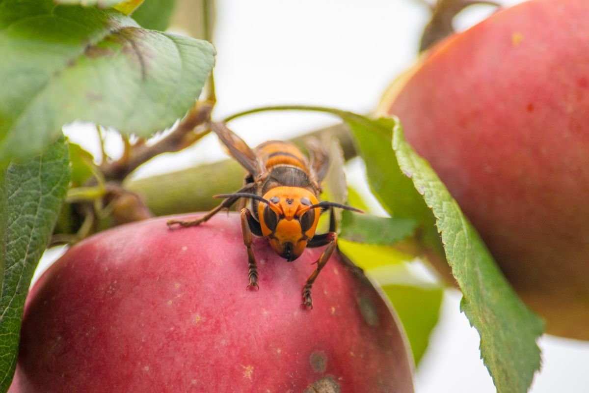 Murdering the Murder Hornet (and other hair-raising tales about invasives)