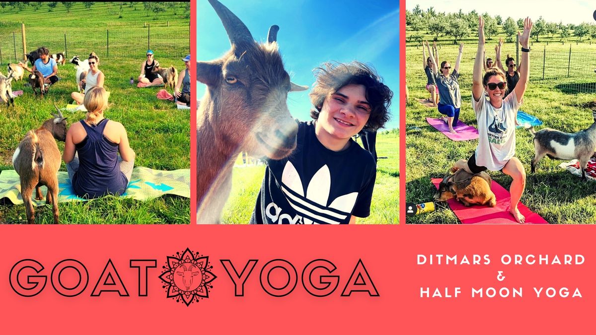 Goat Yoga at Ditmars Orchard & Vineyard