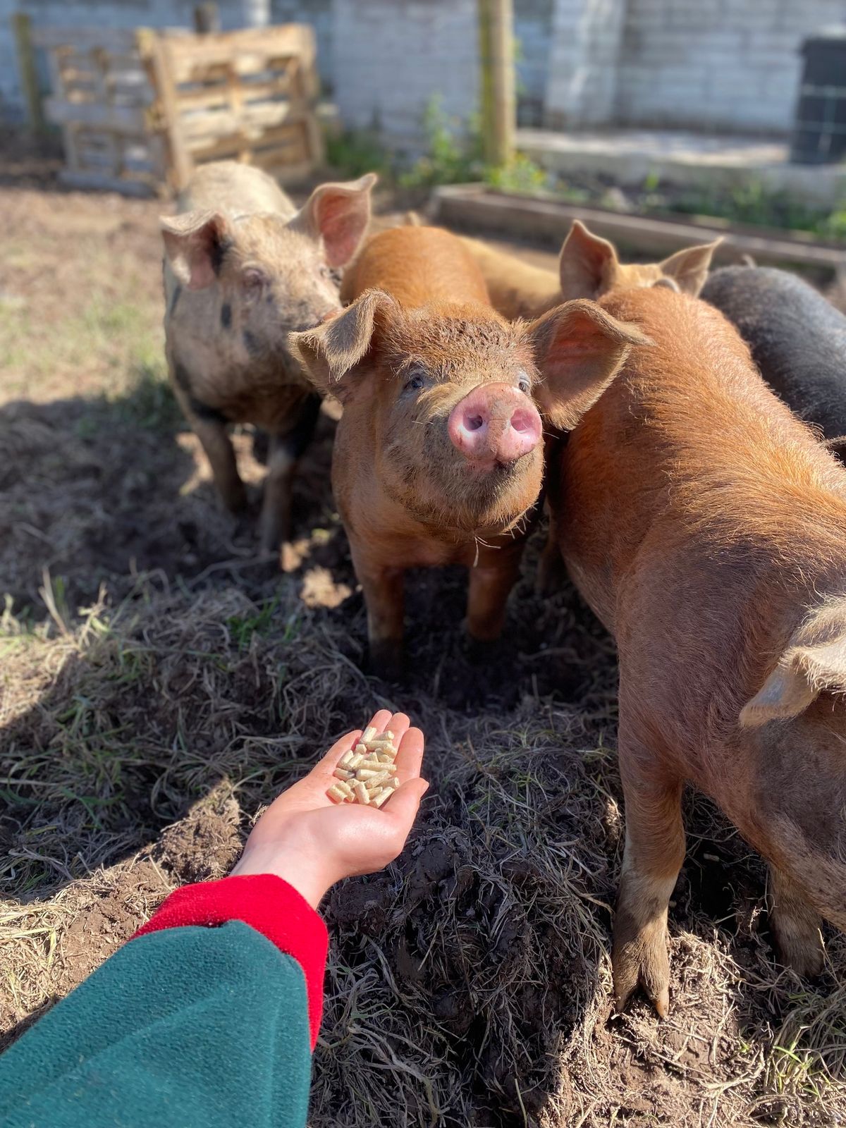 Rearing and Curing Heritage Pigs