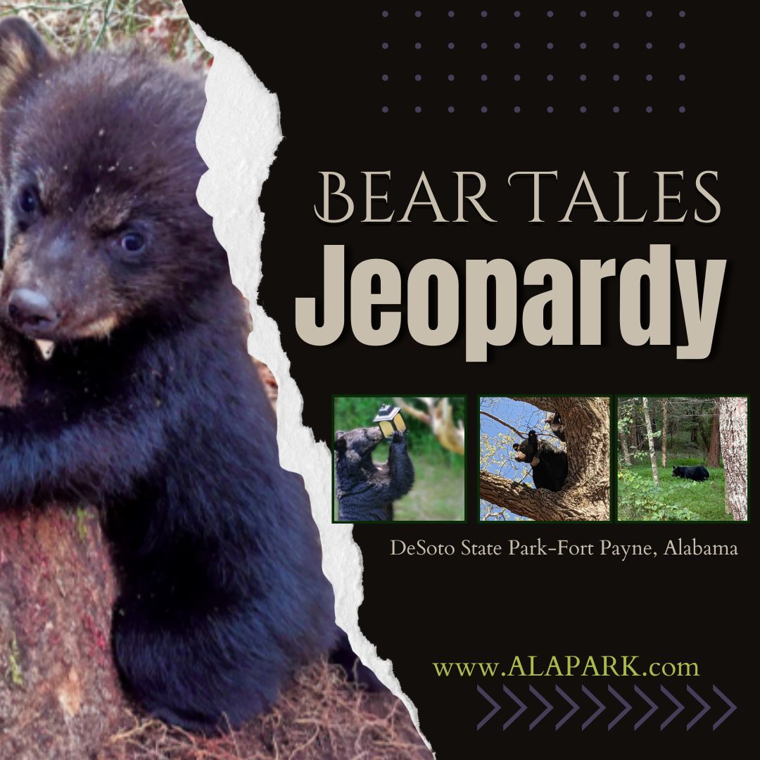 Bear Tales Jeopardy