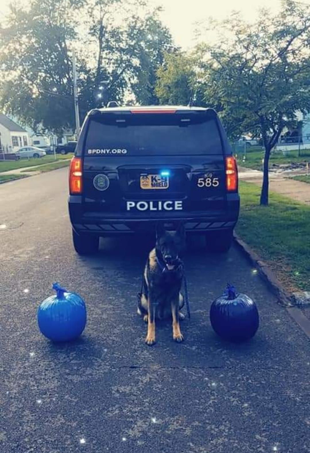 Blue Pumpkins for BPD k9