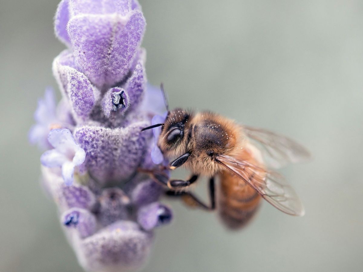 Science Pub Portland: SWARMED! Intelligent Honeybee Behaviors
