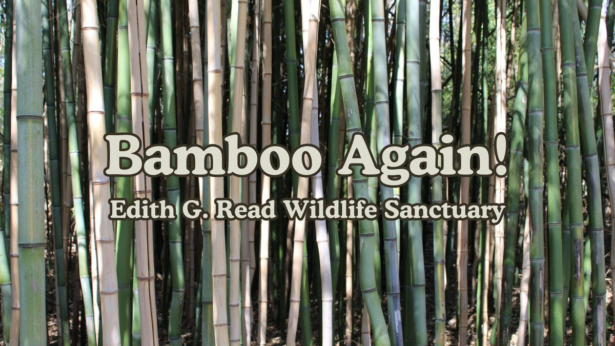 Bamboo Again!