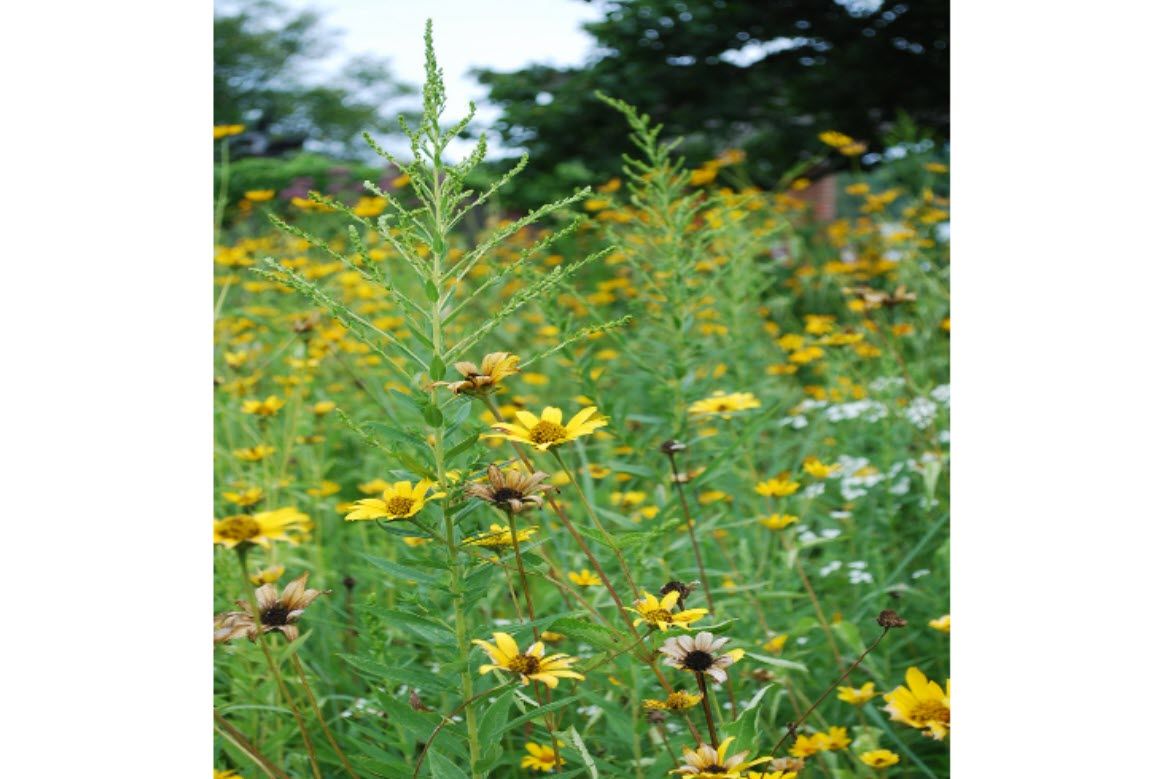 Go Native with Native Plants