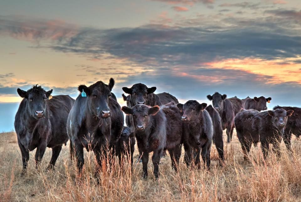 2025 NEMO Cattleman's Scholarship Banquet 