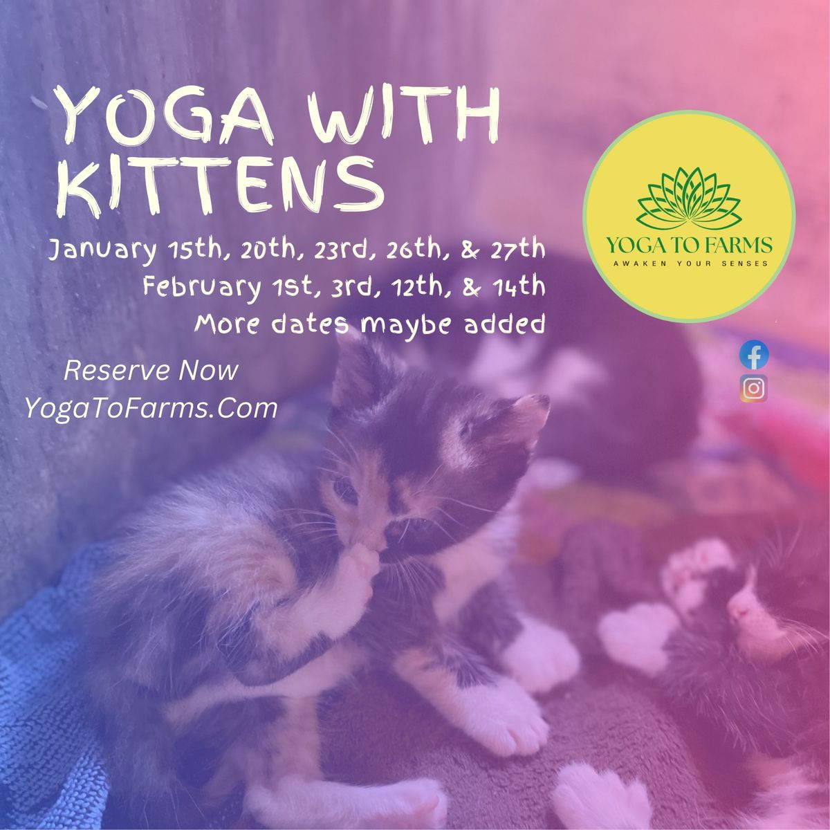 Valentine\u2019s Day Kitten Yoga