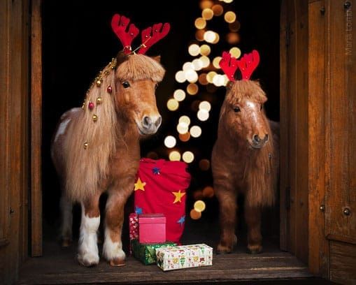 Weihnachtsritt und Weihnachtsfeuer