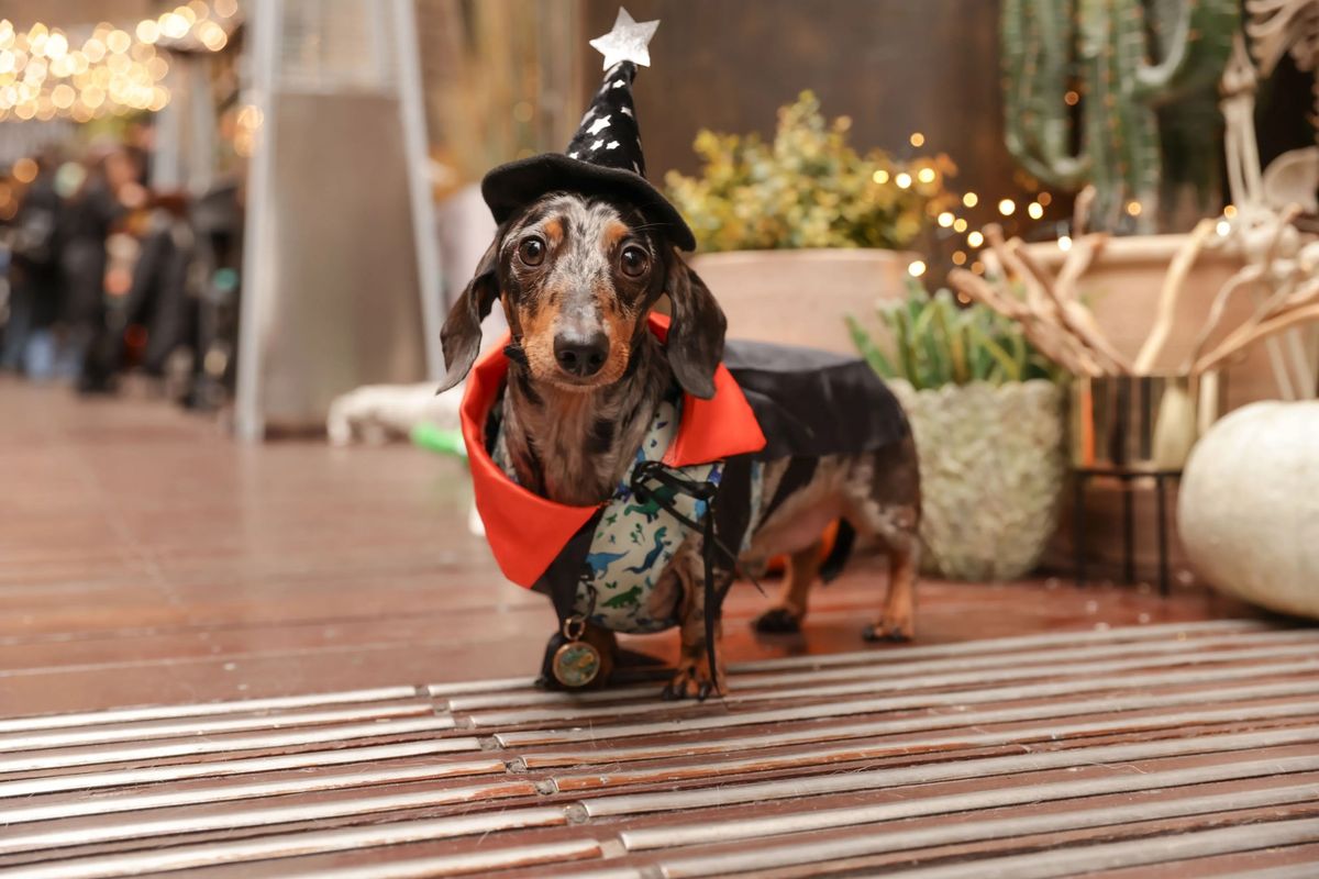 DACHSHUND CAFE HALLOWEEN - TAUNTON