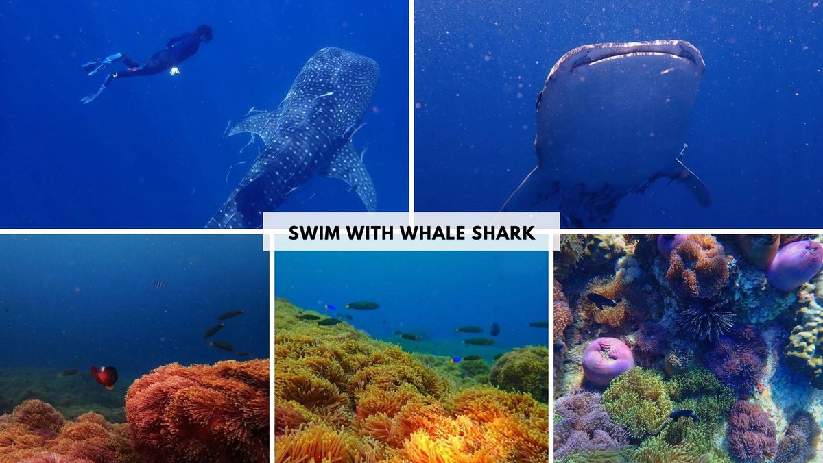 Swim with Whale Shark