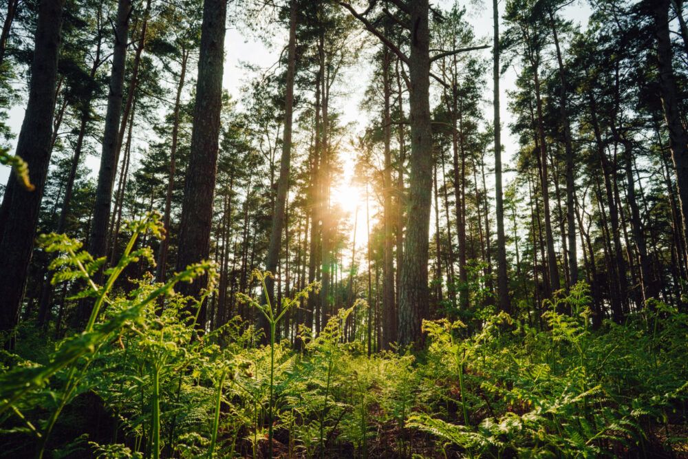 Forest Bathing at Chantries magical woodland (Thu 26 Sept)