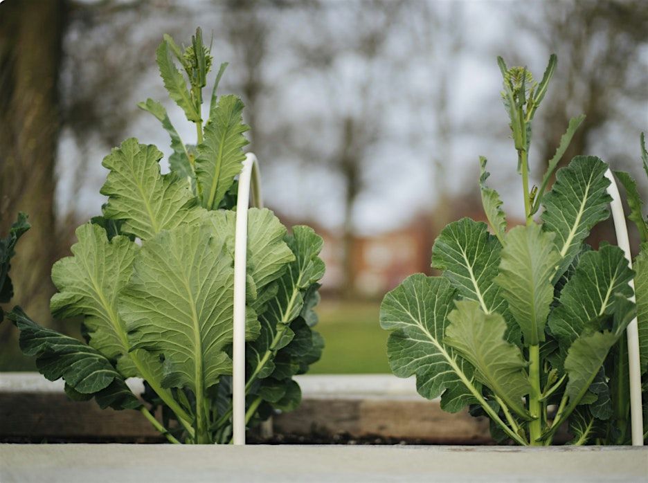 Growing Community: A Different Kind of Education