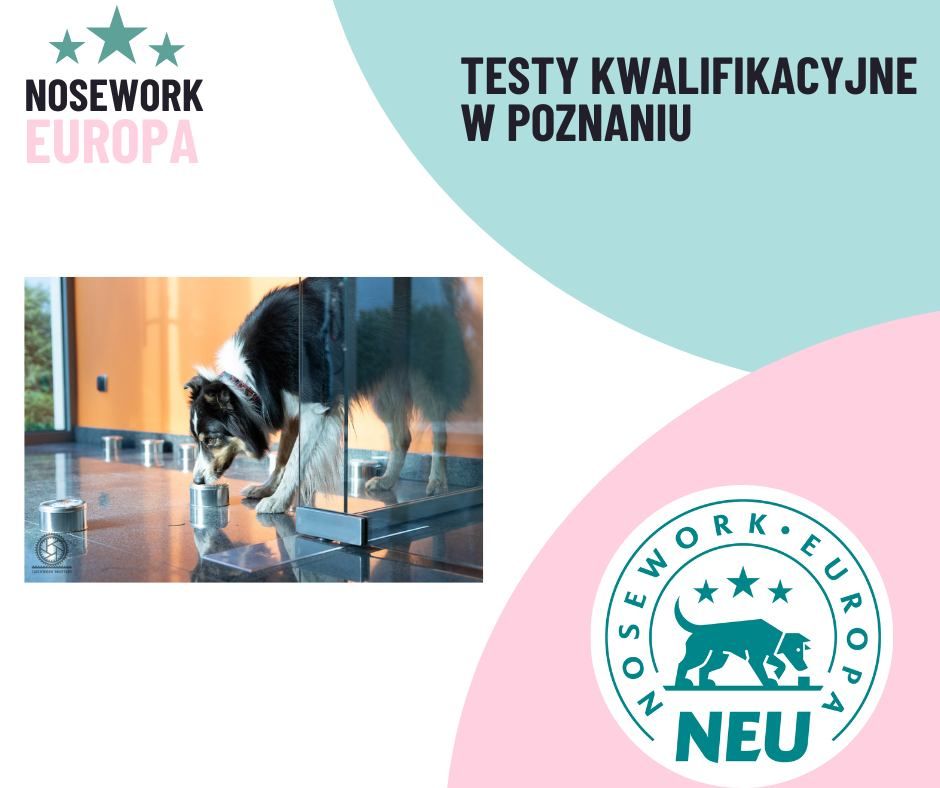 Testy Kwalifikacyjne Nosework Europa w Poznaniu