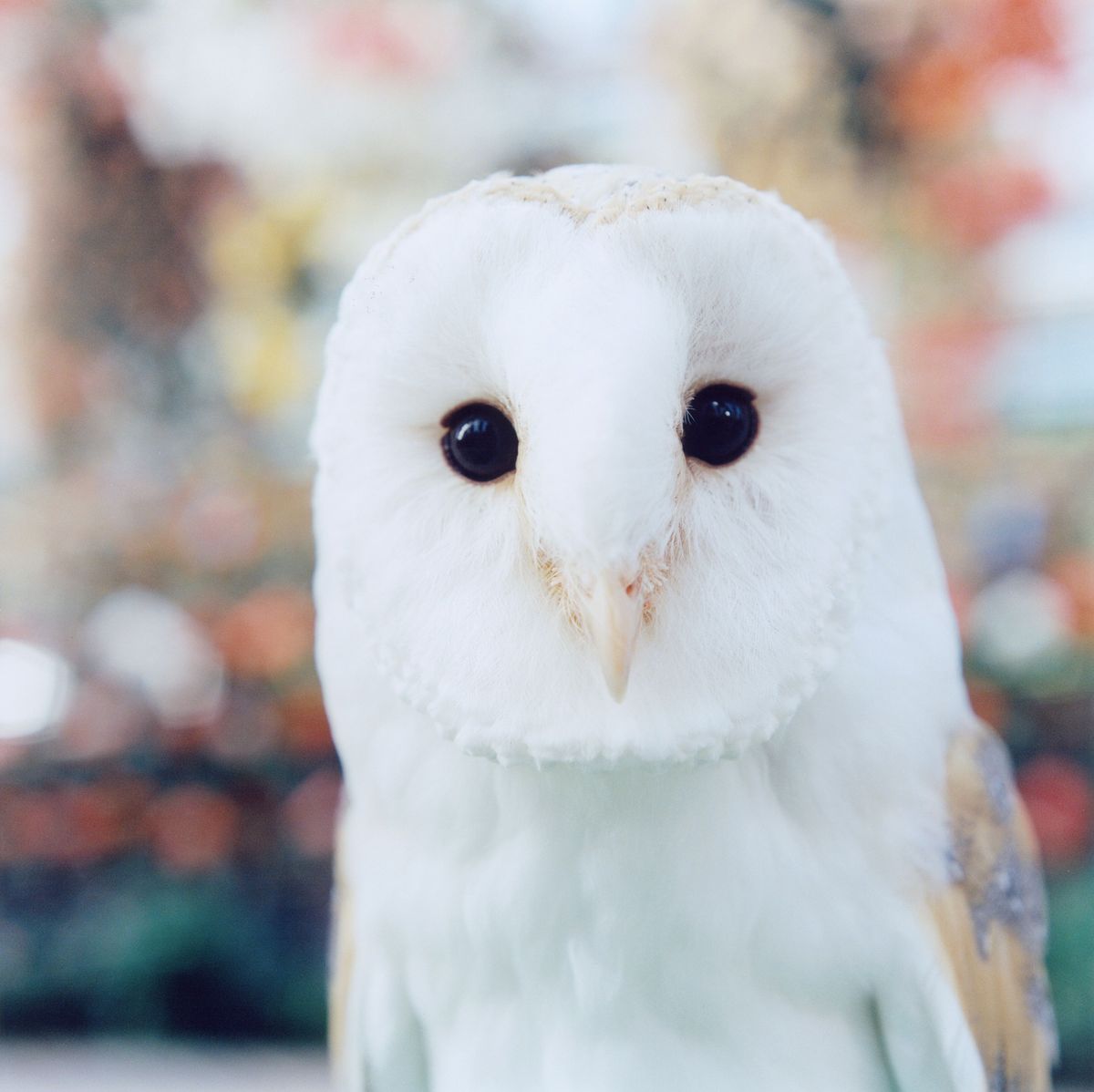 Preview of Rinko Kawauchi : At the edge of the everyday world