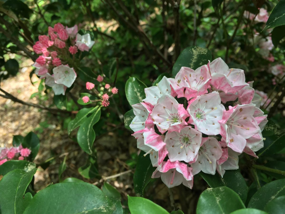 Monthly Arboretum Open House