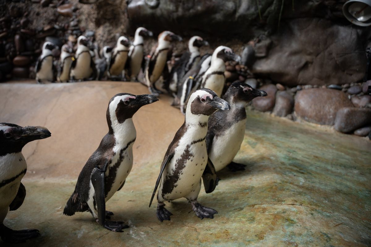 H-E-B Cameron Park Zoo Stampede - The Year of the PENGUIN!