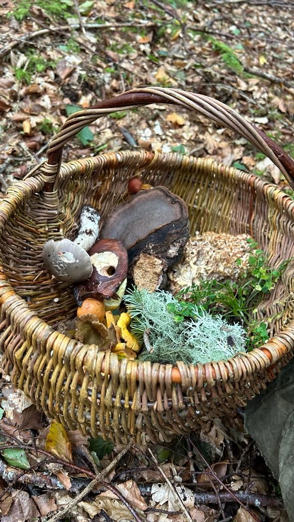 Woodland Foraging Day 