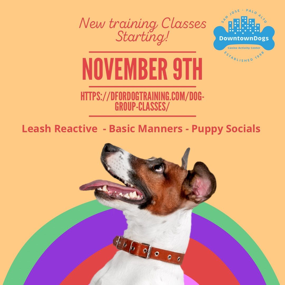 New Training Classes and Puppy Socials