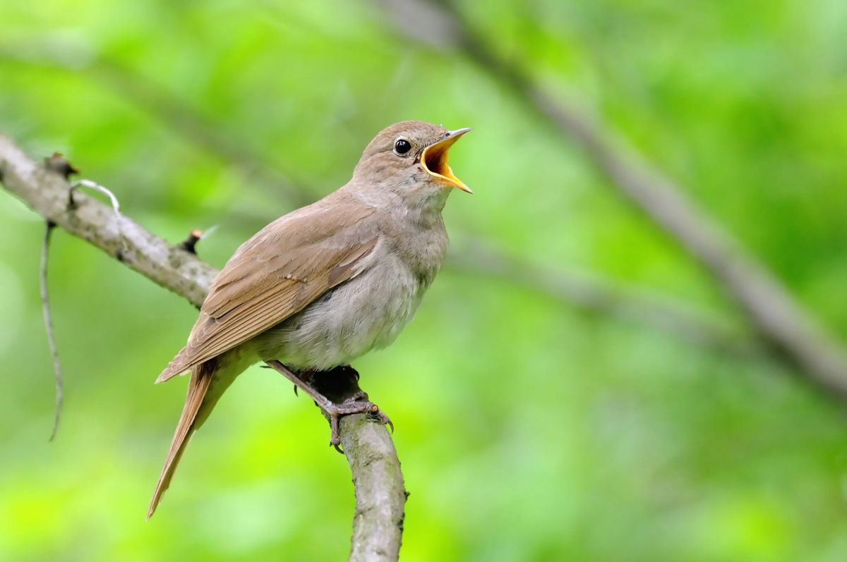 Nightingale night time walk