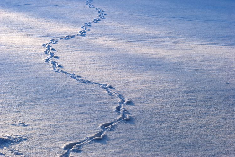 Winter Wildlife Tracking