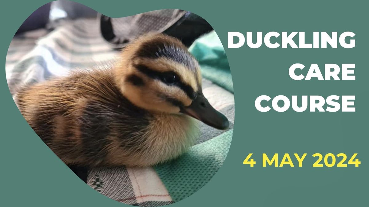 Introduction to Duckling Care