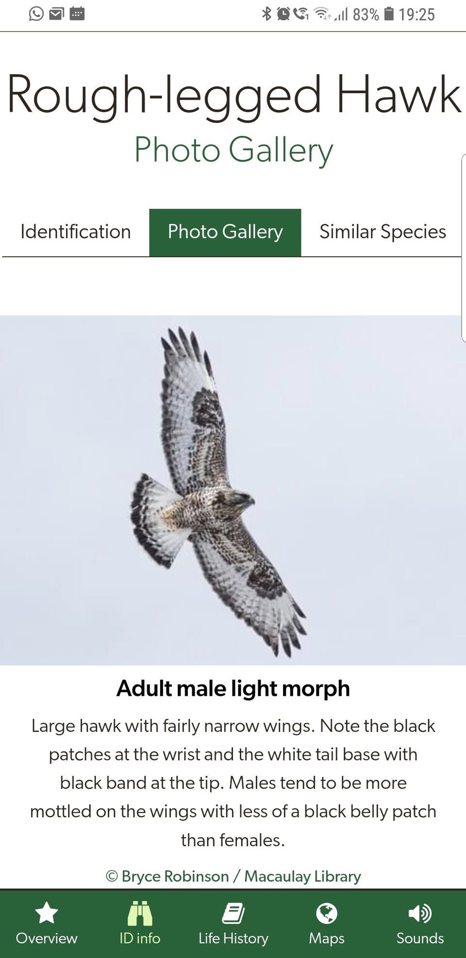 Clows Top Wildlife Group - Rough Legged Hawks 