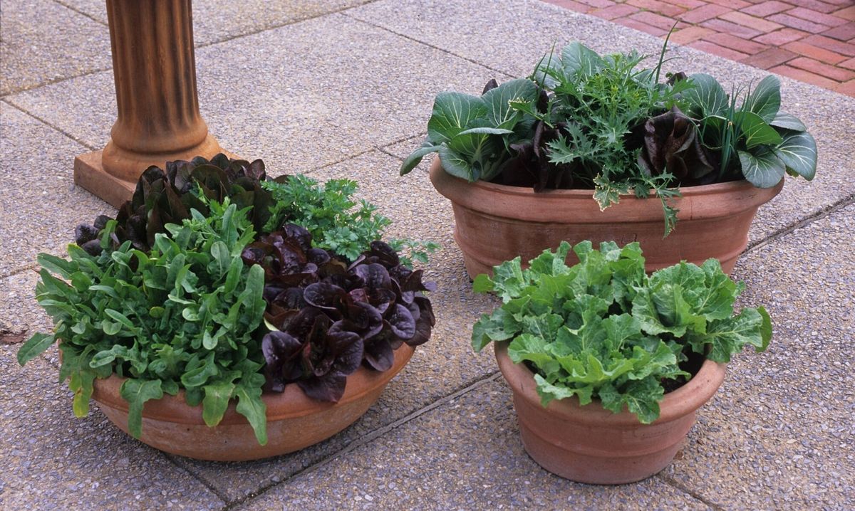 Plantology on Tap: Vegetable and Herb Planters