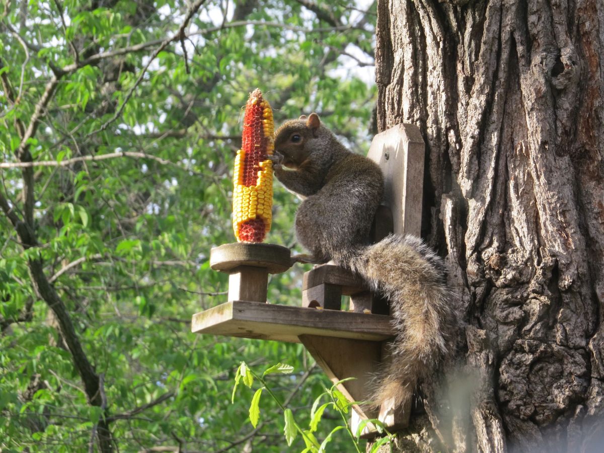 Lime Creek Littles-Silly Squirrels