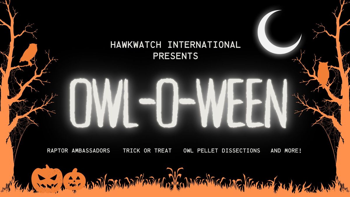 Owl-o-ween