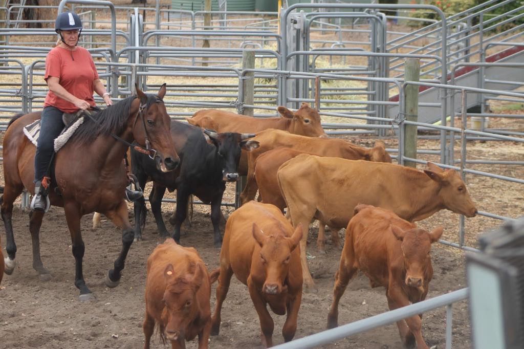 West Coast Cowboys - Cow Clinic 