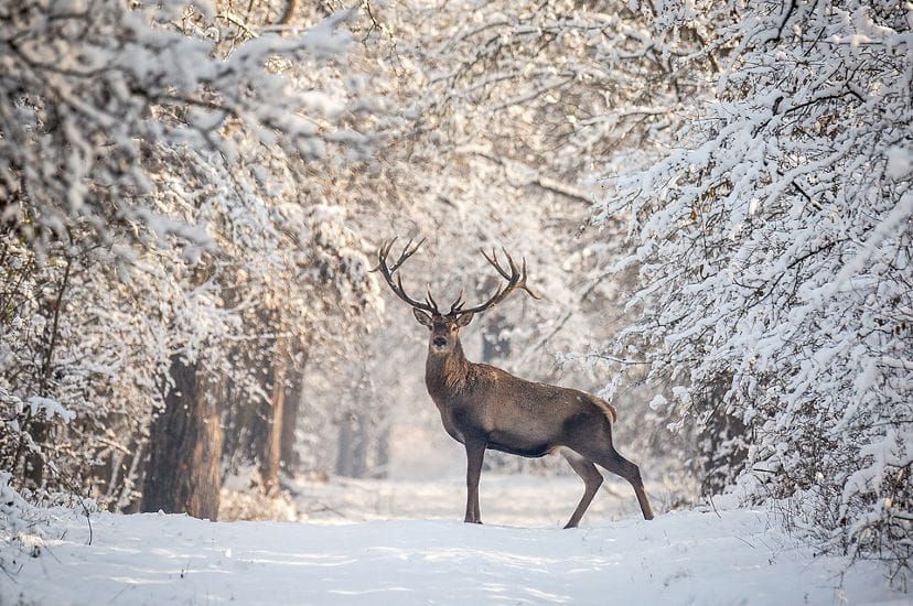 Working with the energies of the Winter season