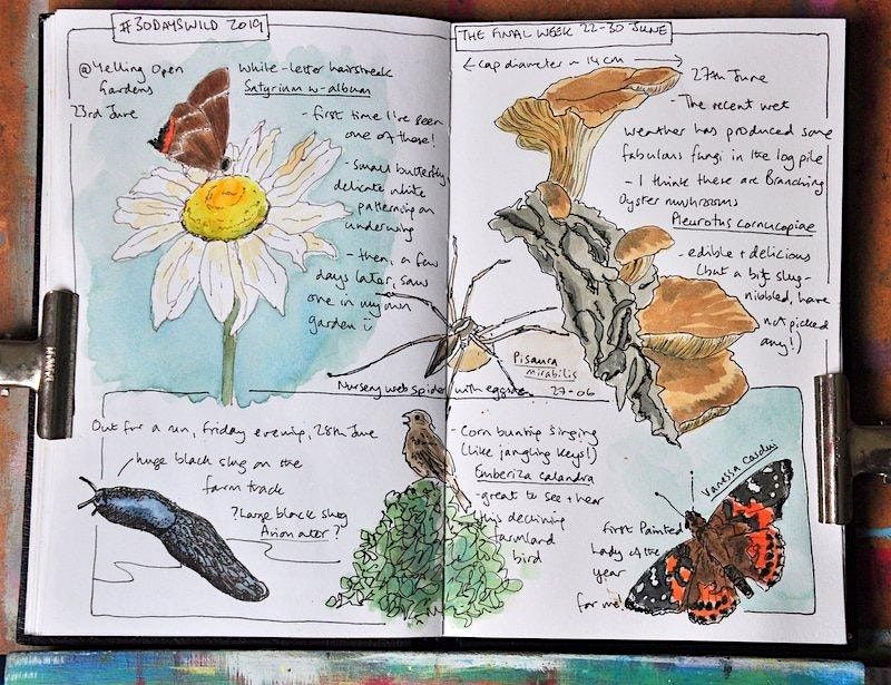 Nature Journaling with Sharon - 26th January PP