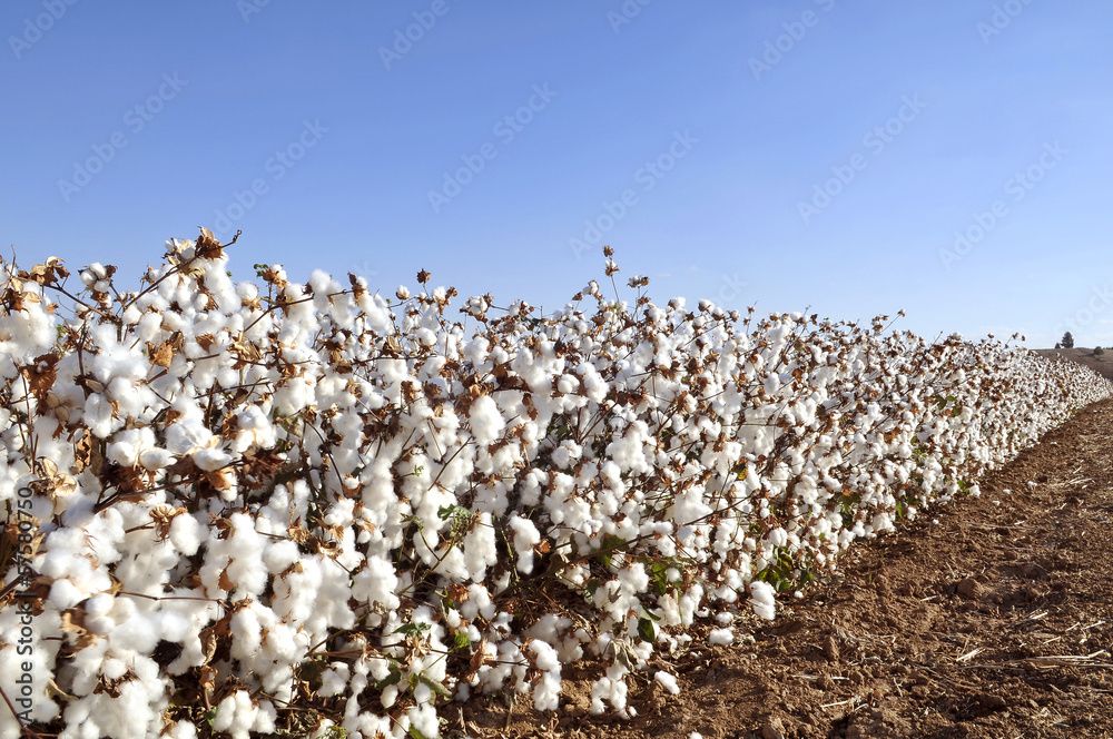 Goondiwindi Cotton Explorer 