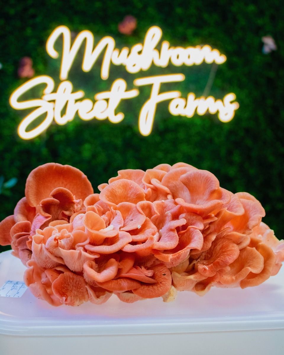 Indoor Mushroom Farm Tour