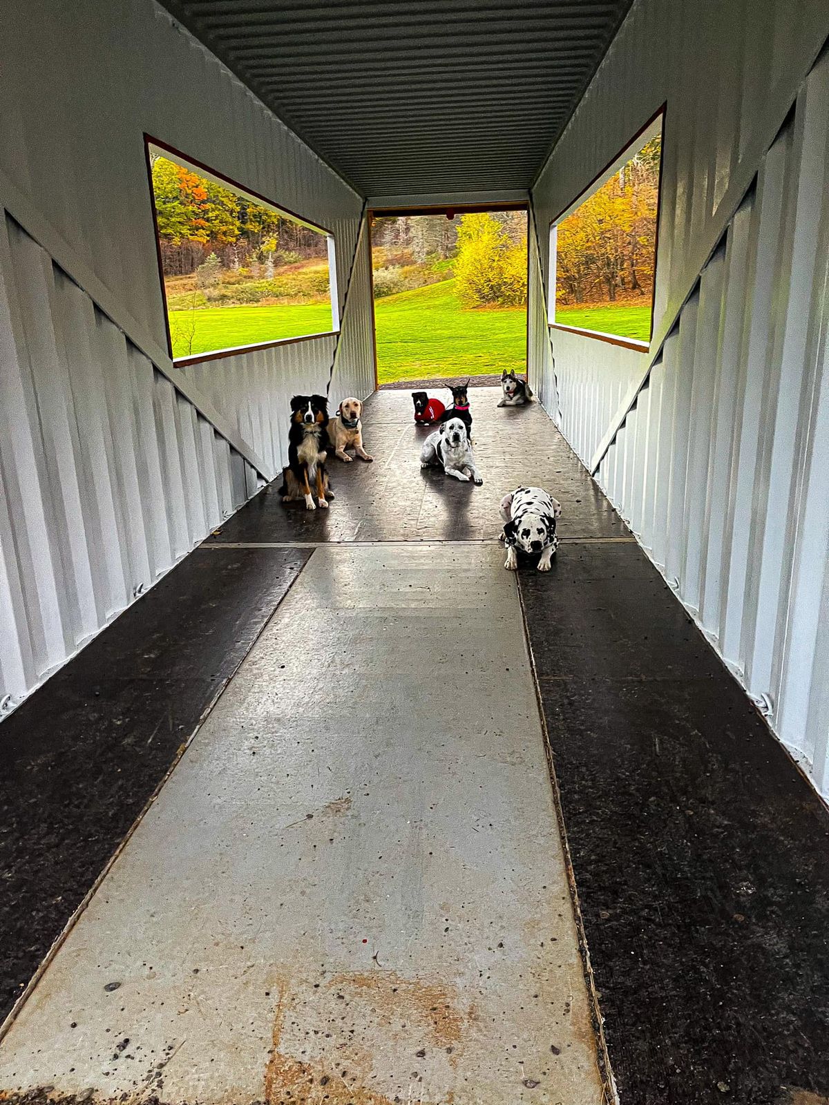 Our Advanced 1.0 6 Week Off Leash Group Class