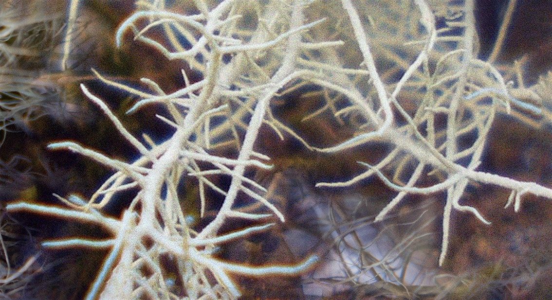 Launch of The Journal of Art & Ecology 2025 Volume 4