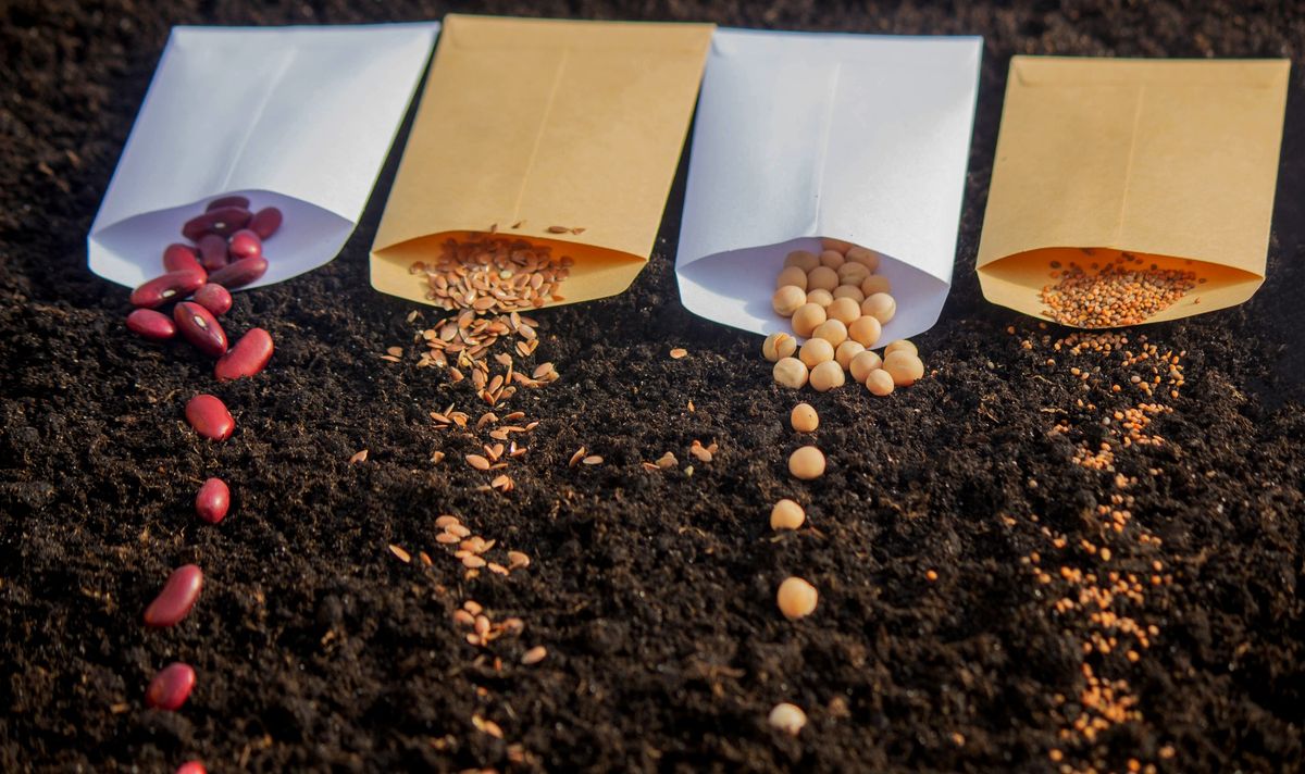 Medford Seed Library, 18+ YRS