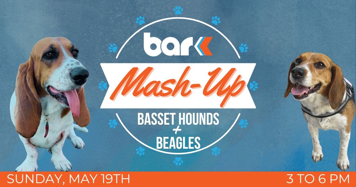 Breed Mash-Up: Basset Hounds & Beagles