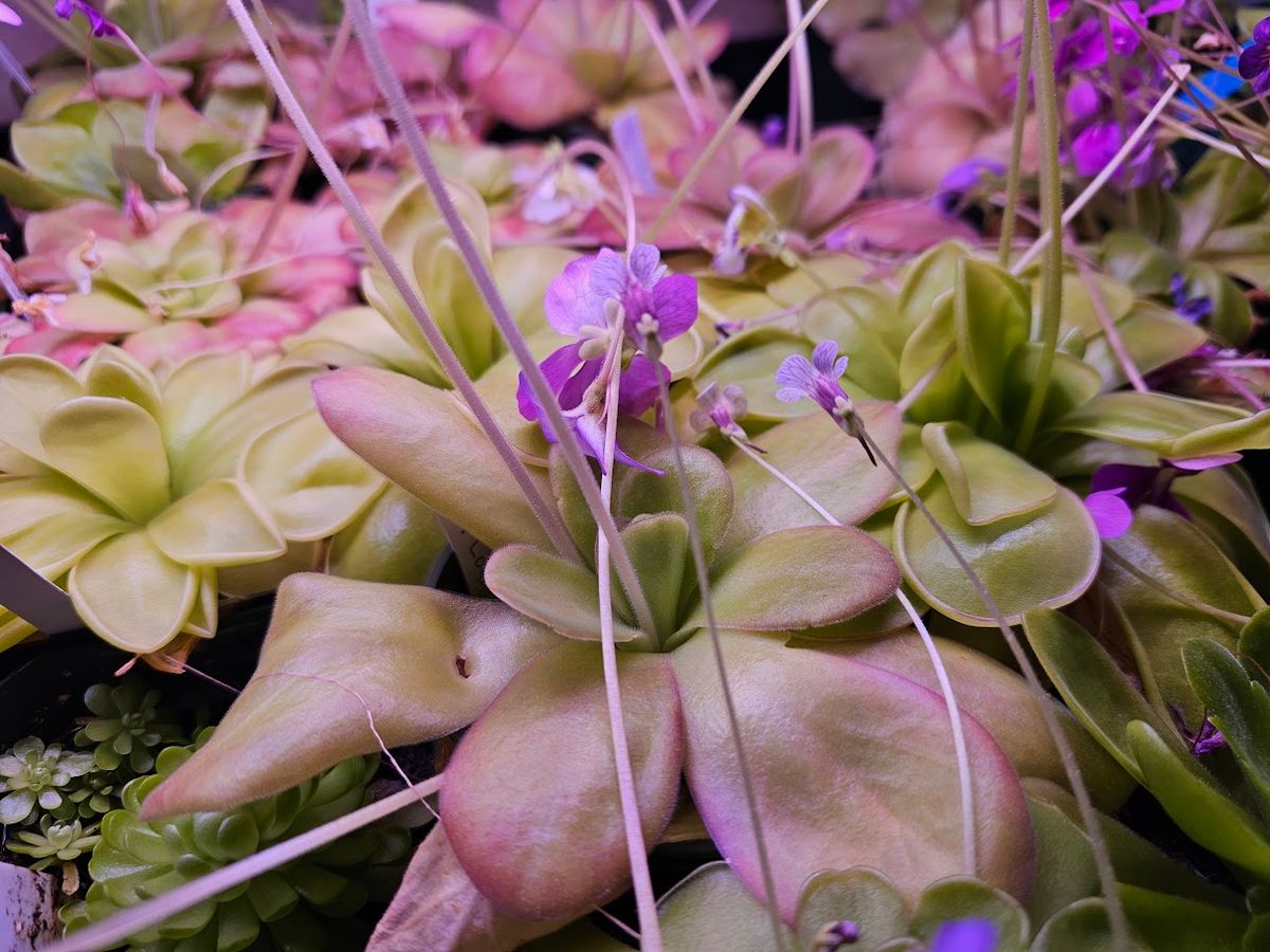 YEG Exotic Plant Crowd, Rare Plant Show In Prince George, BC, Hosted by Green Goddess