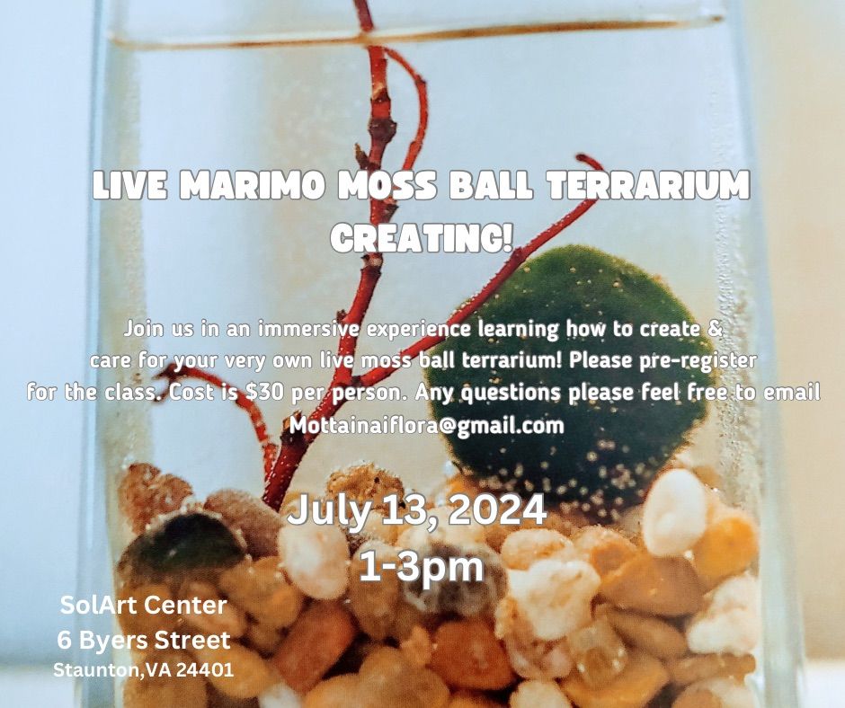 Live Marimo Moss Ball Terrariums 