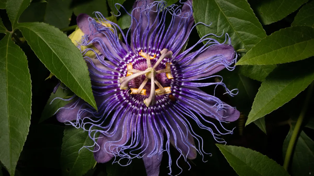 Night Macro & Landscape Photography at Lewis Ginter Botanical Gardens