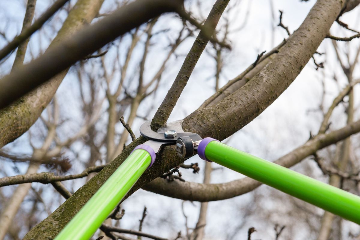 Tree Pruning