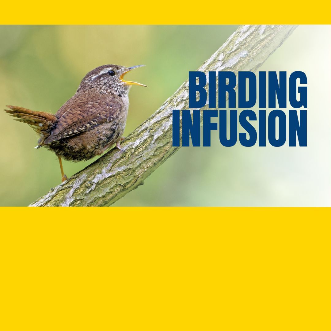 The Birding Infusion