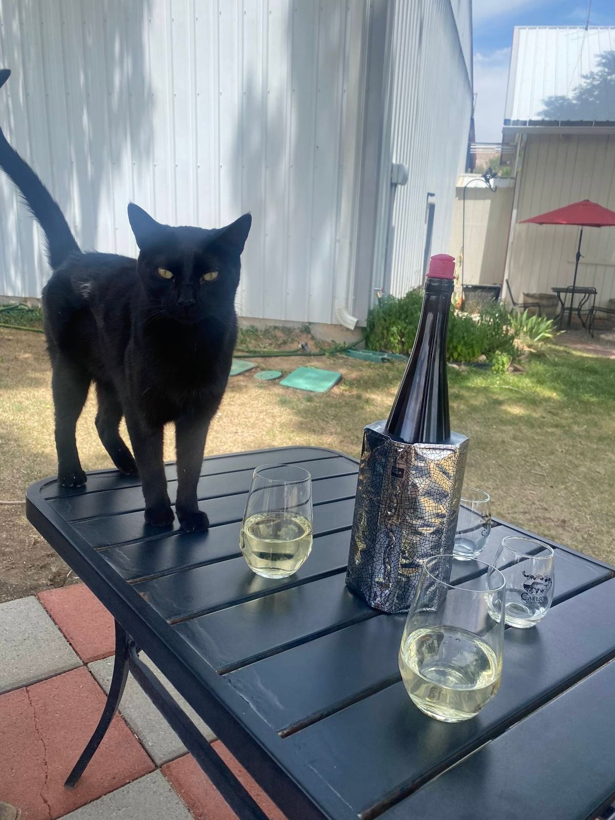 Yoga in the Vines