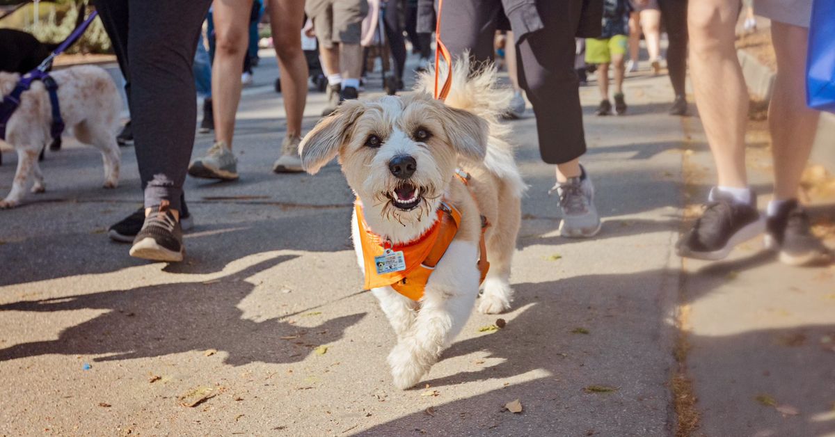 27th Annual Wiggle Waggle Walk & Run