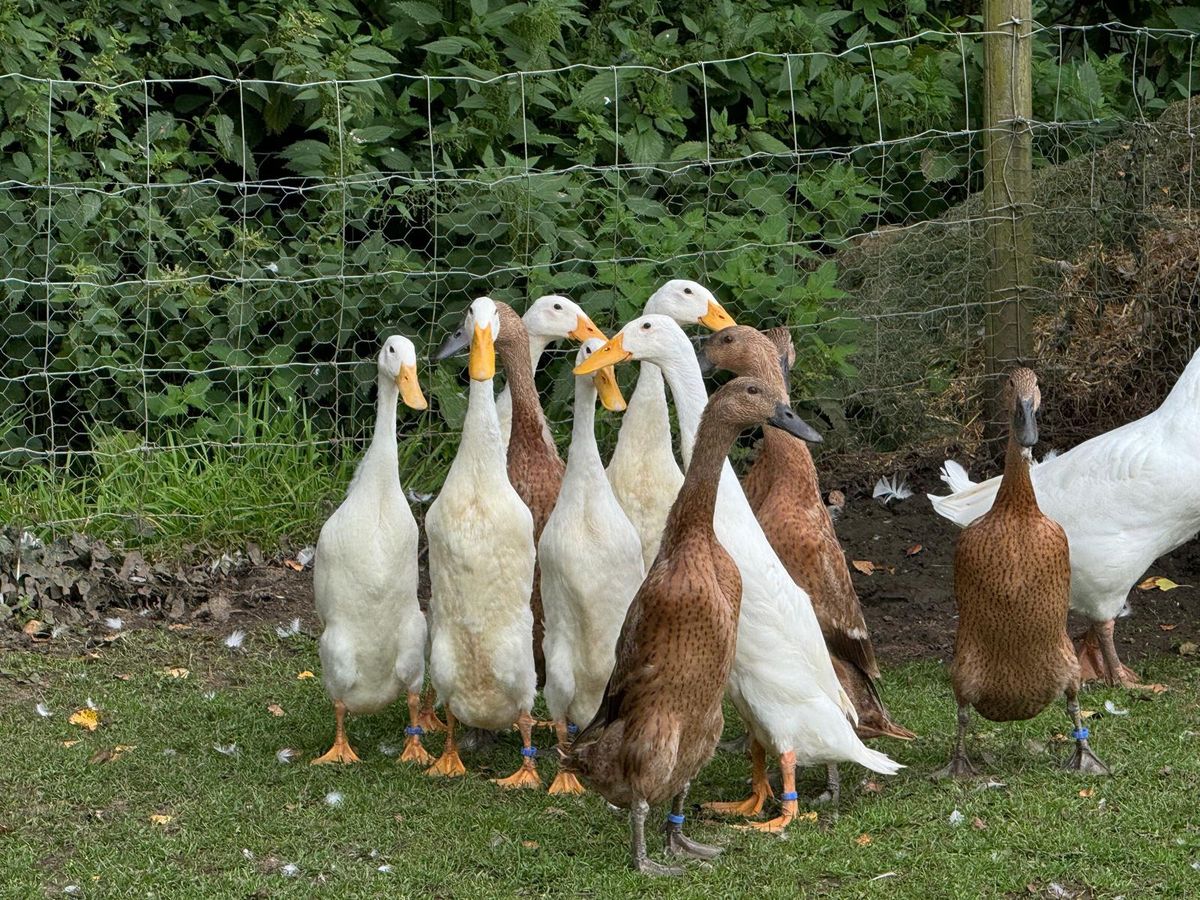 Champion Waterfowl Exhibition at Stroud