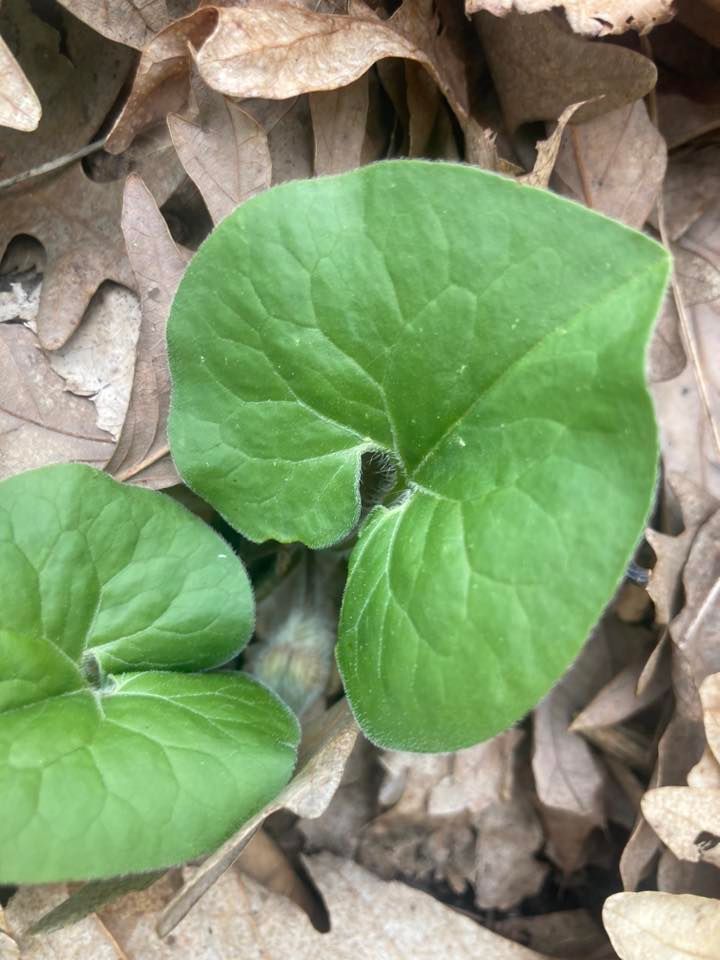 Edible Plant Identification Walk